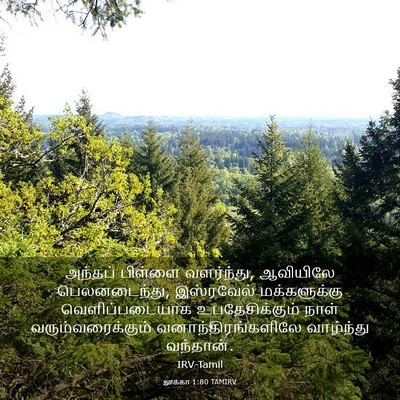 Picture 03 - லூக்கா 1:80 TAMIRV - அந்தப் பிள்ளை - Bible Verse Picture