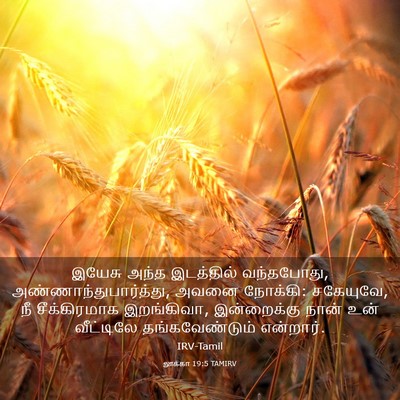 Picture 03 - லூக்கா 19:5 TAMIRV - இயேசு அந்த - Bible Verse Picture