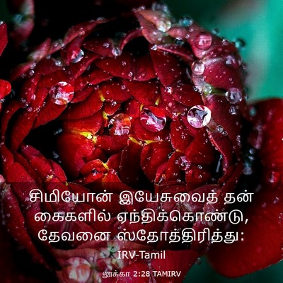 Picture 03 - லூக்கா 2:28 TAMIRV - சிமியோன் - Bible Verse Picture