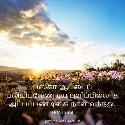 Picture 03 - லூக்கா 22:7 TAMIRV - பஸ்கா ஆட்டைப் - Bible Verse Picture