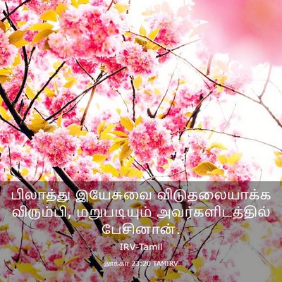Picture 03 - லூக்கா 23:20 TAMIRV - பிலாத்து இயேசுவை - Bible Verse Picture