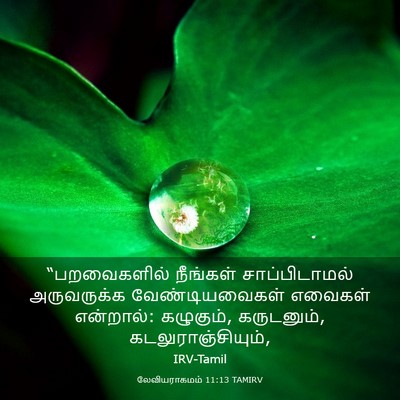 Picture 03 - லேவியராகமம் 11:13 TAMIRV - “பறவைகளில் - Bible Verse Picture