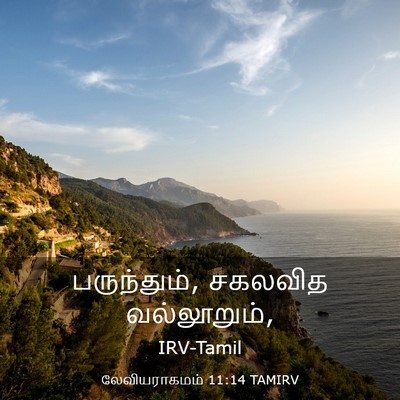Picture 03 - லேவியராகமம் 11:14 TAMIRV - பருந்தும், சகலவித - Bible Verse Picture