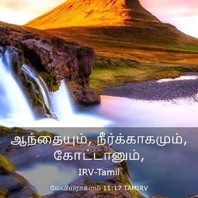 Picture 03 - லேவியராகமம் 11:17 TAMIRV - ஆந்தையும், - Bible Verse Picture