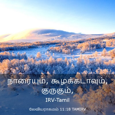Picture 03 - லேவியராகமம் 11:18 TAMIRV - நாரையும், - Bible Verse Picture