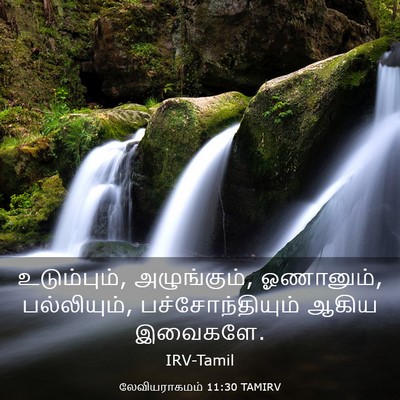 Picture 03 - லேவியராகமம் 11:30 TAMIRV - உடும்பும், - Bible Verse Picture