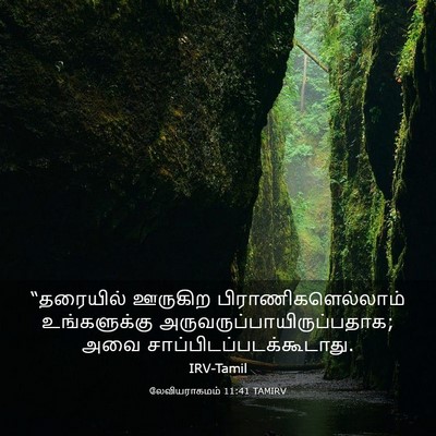 Picture 03 - லேவியராகமம் 11:41 TAMIRV - “தரையில் ஊருகிற - Bible Verse Picture