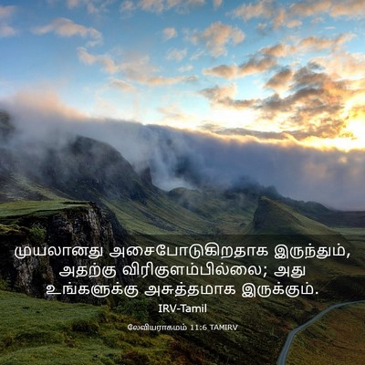 Picture 03 - லேவியராகமம் 11:6 TAMIRV - முயலானது - Bible Verse Picture