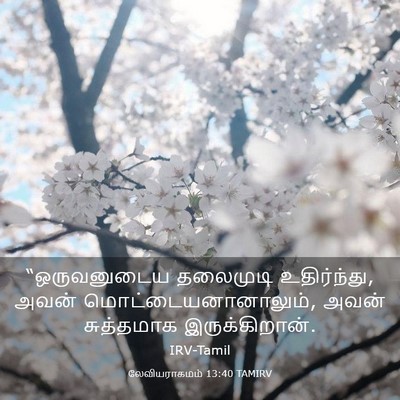 Picture 03 - லேவியராகமம் 13:40 TAMIRV - “ஒருவனுடைய - Bible Verse Picture