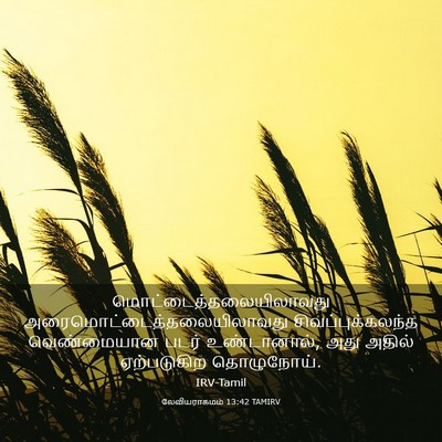Picture 03 - லேவியராகமம் 13:42 TAMIRV -  - Bible Verse Picture