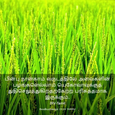 Picture 03 - லேவியராகமம் 19:24 TAMIRV - பின்பு நான்காம் - Bible Verse Picture