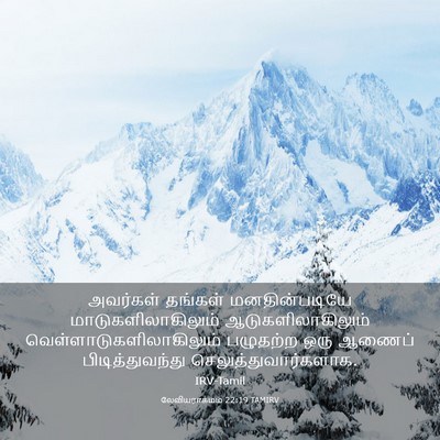 Picture 03 - லேவியராகமம் 22:19 TAMIRV - அவர்கள் தங்கள் - Bible Verse Picture