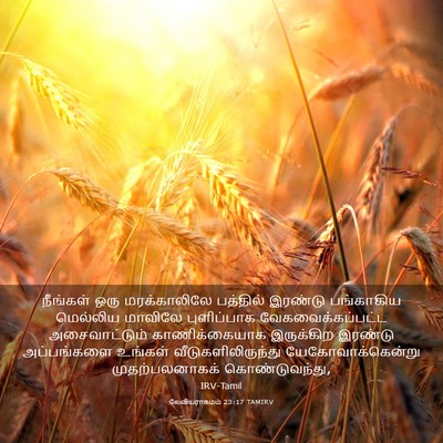 Picture 03 - லேவியராகமம் 23:17 TAMIRV - நீங்கள் ஒரு - Bible Verse Picture