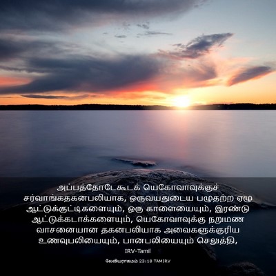 Picture 03 - லேவியராகமம் 23:18 TAMIRV - அப்பத்தோடேகூடக் - Bible Verse Picture