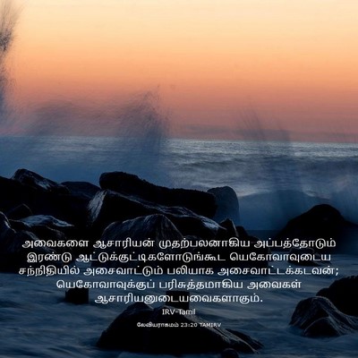 Picture 03 - லேவியராகமம் 23:20 TAMIRV - அவைகளை ஆசாரியன் - Bible Verse Picture
