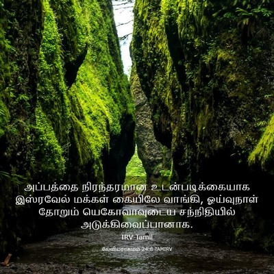 Picture 03 - லேவியராகமம் 24:8 TAMIRV - அப்பத்தை - Bible Verse Picture