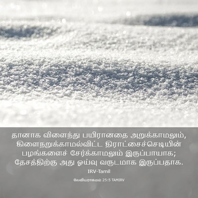 Picture 03 - லேவியராகமம் 25:5 TAMIRV - தானாக விளைந்து - Bible Verse Picture