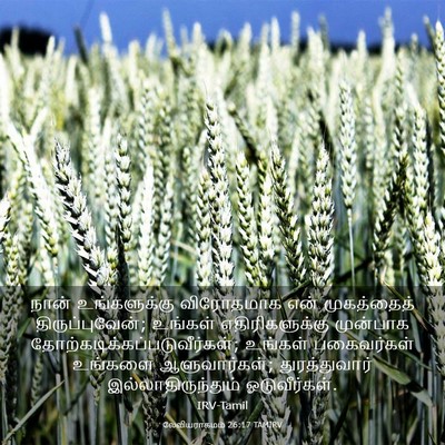 Picture 03 - லேவியராகமம் 26:17 TAMIRV - நான் உங்களுக்கு - Bible Verse Picture