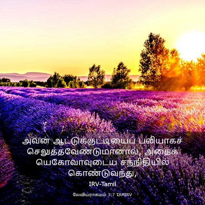 Picture 03 - லேவியராகமம் 3:7 TAMIRV - அவன் - Bible Verse Picture