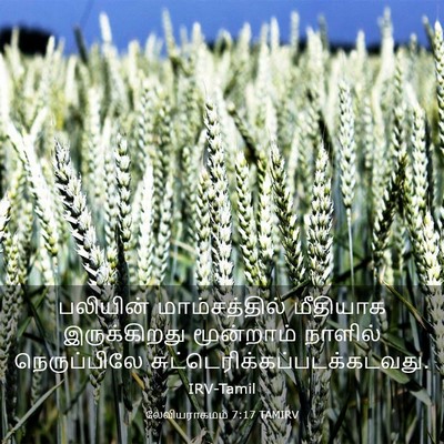 Picture 03 - லேவியராகமம் 7:17 TAMIRV - பலியின் - Bible Verse Picture