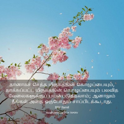 Picture 03 - லேவியராகமம் 7:24 TAMIRV - தானாகச் செத்த - Bible Verse Picture