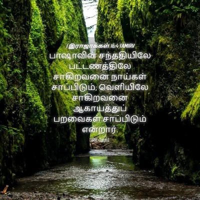 Picture 04 - 1 இராஜாக்கள் 16:4 TAMIRV - பாஷாவின் - Bible Verse Picture
