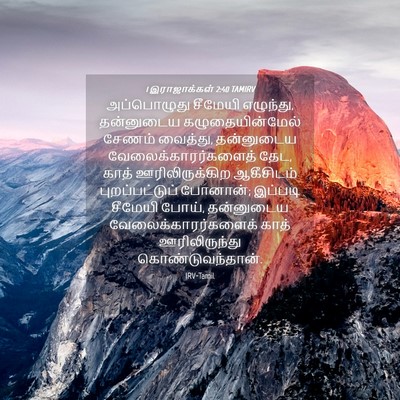 Picture 04 - 1 இராஜாக்கள் 2:40 TAMIRV - அப்பொழுது சீமேயி - Bible Verse Picture