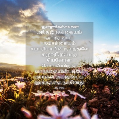 Picture 04 - 1 இராஜாக்கள் 22:38 TAMIRV - அந்த இரதத்தையும் - Bible Verse Picture