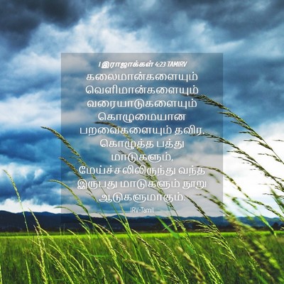 Picture 04 - 1 இராஜாக்கள் 4:23 TAMIRV - கலைமான்களையும் - Bible Verse Picture