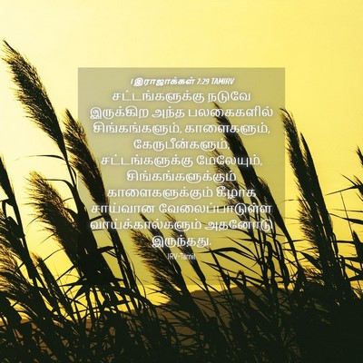 Picture 04 - 1 இராஜாக்கள் 7:29 TAMIRV - சட்டங்களுக்கு - Bible Verse Picture