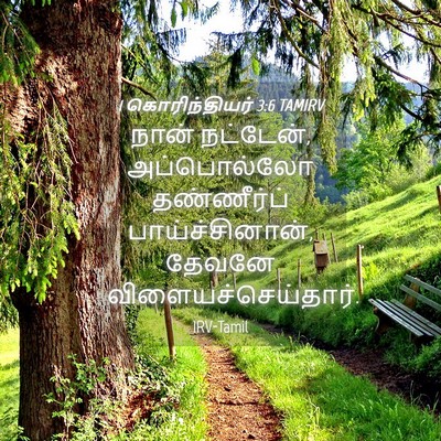 Picture 04 - 1 கொரிந்தியர் 3:6 TAMIRV - நான் நட்டேன், - Bible Verse Picture