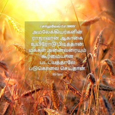 Picture 04 - 1 சாமுவேல் 15:8 TAMIRV - அமலேக்கியர்களின் - Bible Verse Picture