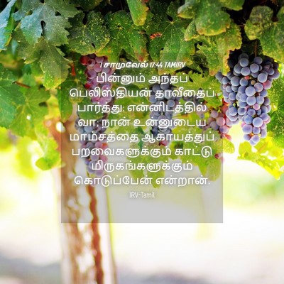 Picture 04 - 1 சாமுவேல் 17:44 TAMIRV - பின்னும் அந்தப் - Bible Verse Picture