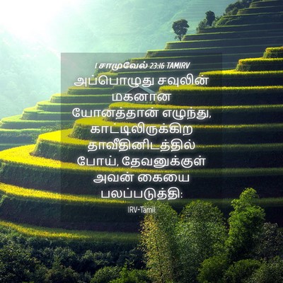 Picture 04 - 1 சாமுவேல் 23:16 TAMIRV - அப்பொழுது சவுலின் - Bible Verse Picture