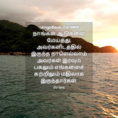 Picture 04 - 1 சாமுவேல் 25:16 TAMIRV - நாங்கள் ஆடுகளை - Bible Verse Picture