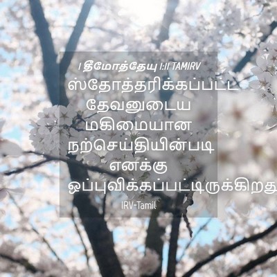 Picture 04 - 1 தீமோத்தேயு 1:11 TAMIRV -  - Bible Verse Picture