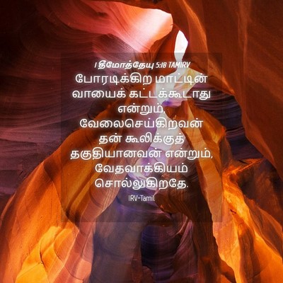 Picture 04 - 1 தீமோத்தேயு 5:18 TAMIRV - போரடிக்கிற - Bible Verse Picture