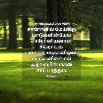 Picture 04 - 1 நாளாகமம் 27:29 TAMIRV - சாரோனில் மேய்கிற - Bible Verse Picture