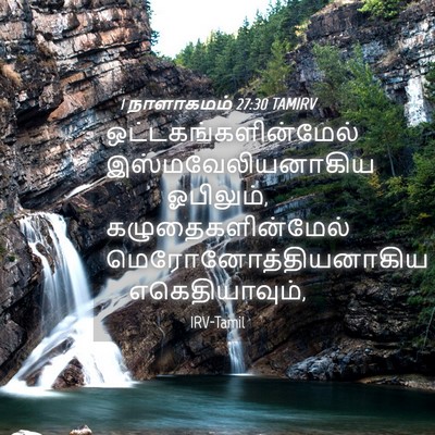 Picture 04 - 1 நாளாகமம் 27:30 TAMIRV - ஒட்டகங்களின்மேல் - Bible Verse Picture