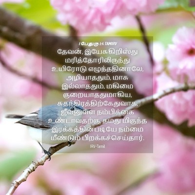 Picture 04 - 1 பேதுரு 1:4 TAMIRV - தேவன், - Bible Verse Picture