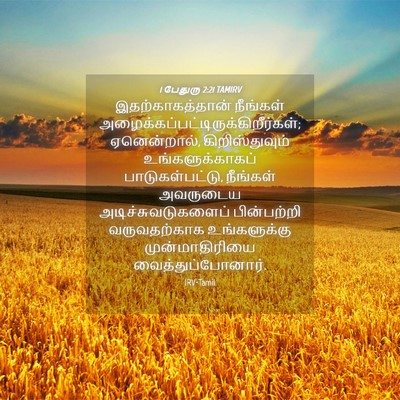 Picture 04 - 1 பேதுரு 2:21 TAMIRV - இதற்காகத்தான் - Bible Verse Picture