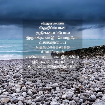 Picture 04 - 1 பேதுரு 2:25 TAMIRV - சிதறிப்போன - Bible Verse Picture