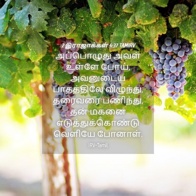 Picture 04 - 2 இராஜாக்கள் 4:37 TAMIRV - அப்பொழுது அவள் - Bible Verse Picture