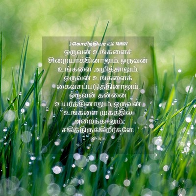 Picture 04 - 2 கொரிந்தியர் 11:20 TAMIRV - ஒருவன் உங்களைச் - Bible Verse Picture
