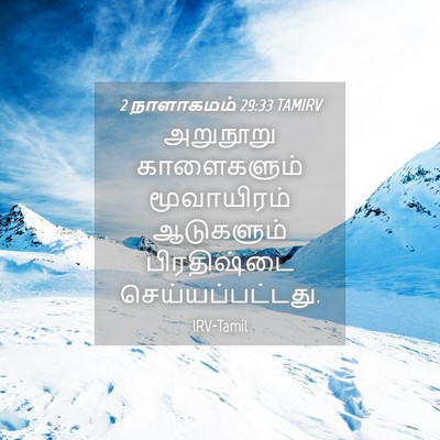 Picture 04 - 2 நாளாகமம் 29:33 TAMIRV - அறுநூறு காளைகளும் - Bible Verse Picture
