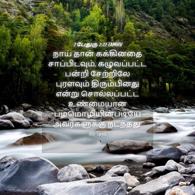 Picture 04 - 2 பேதுரு 2:22 TAMIRV - நாய் தான் - Bible Verse Picture