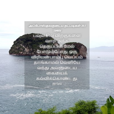 Picture 04 - அப்போஸ்தலருடைய நடபடிகள் 28:3 TAMIRV - பவுல் சில - Bible Verse Picture