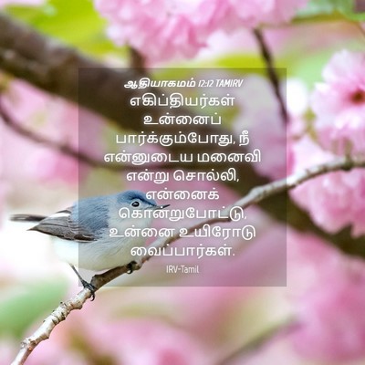 Picture 04 - ஆதியாகமம் 12:12 TAMIRV - எகிப்தியர்கள் - Bible Verse Picture