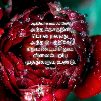 Picture 04 - ஆதியாகமம் 2:12 TAMIRV - அந்த தேசத்தின் - Bible Verse Picture