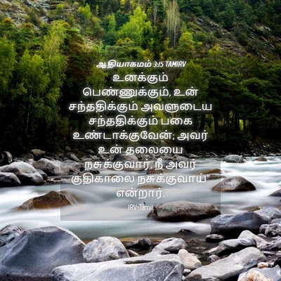 Picture 04 - ஆதியாகமம் 3:15 TAMIRV - உனக்கும் - Bible Verse Picture